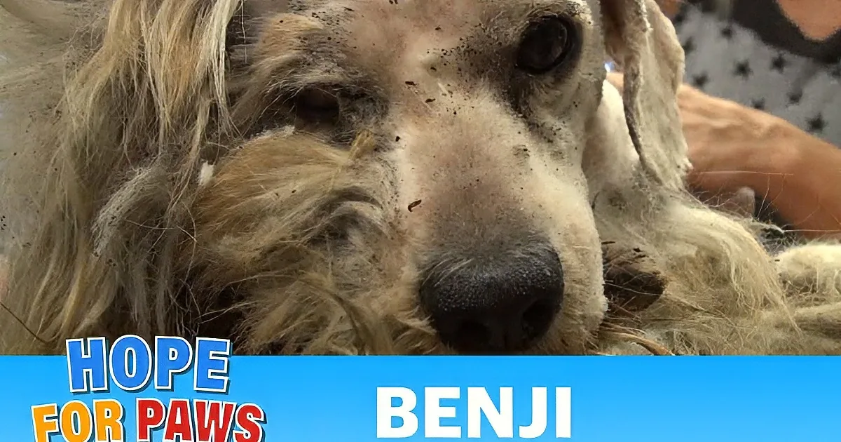 This Stray Doggy Received Some Love. When You See What Happens After, You''ll Be in Tears!