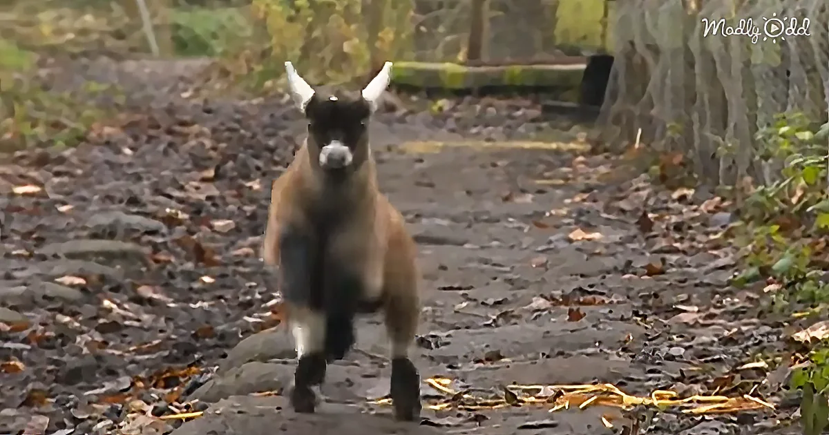 This ''Kid'' Follows His Human Everywhere. Baby Pygmy Goat Is Too Cute for Words