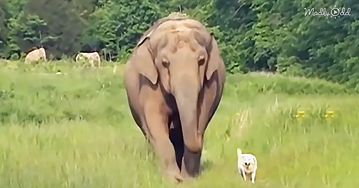 A large elephant walks through a grassy field, with a small white dog following closely behind.