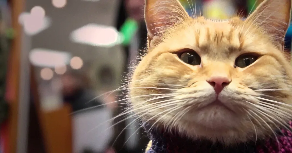 A close-up of a fluffy orange cat wearing a sweater, looking directly at the camera.