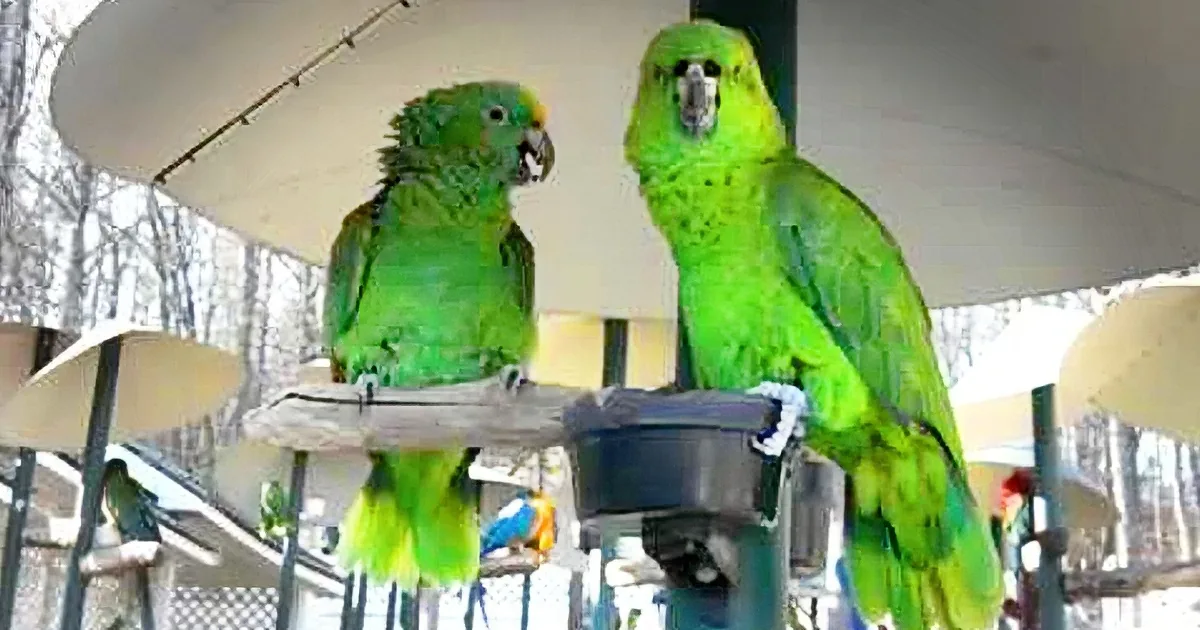 Two Parrots ''Argue'' Like They''ve Been Married for Decades