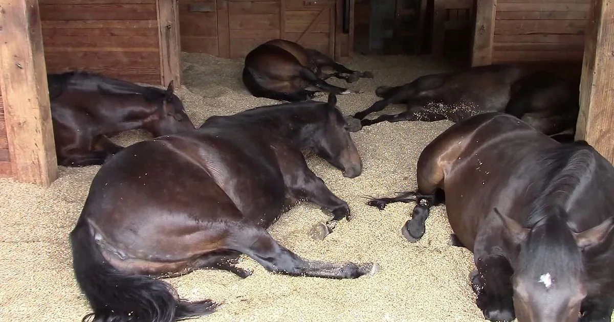 Several dark brown horses are resting on a bed of straw inside a wooden stable.