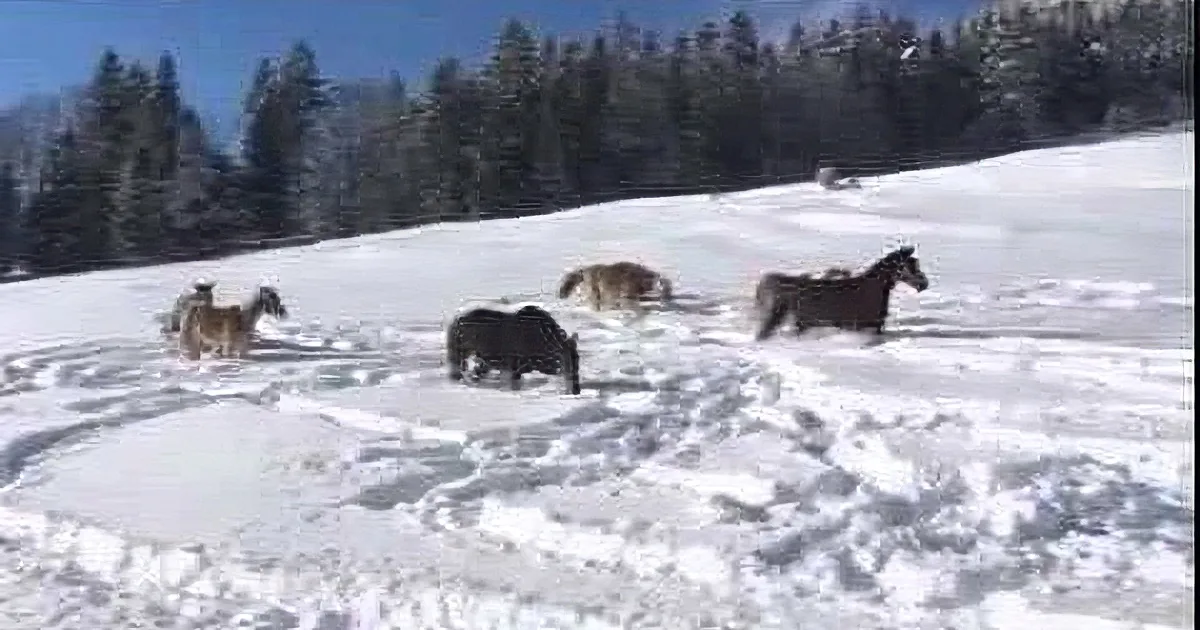 Horses are gathered in a snowy field with a forested background.