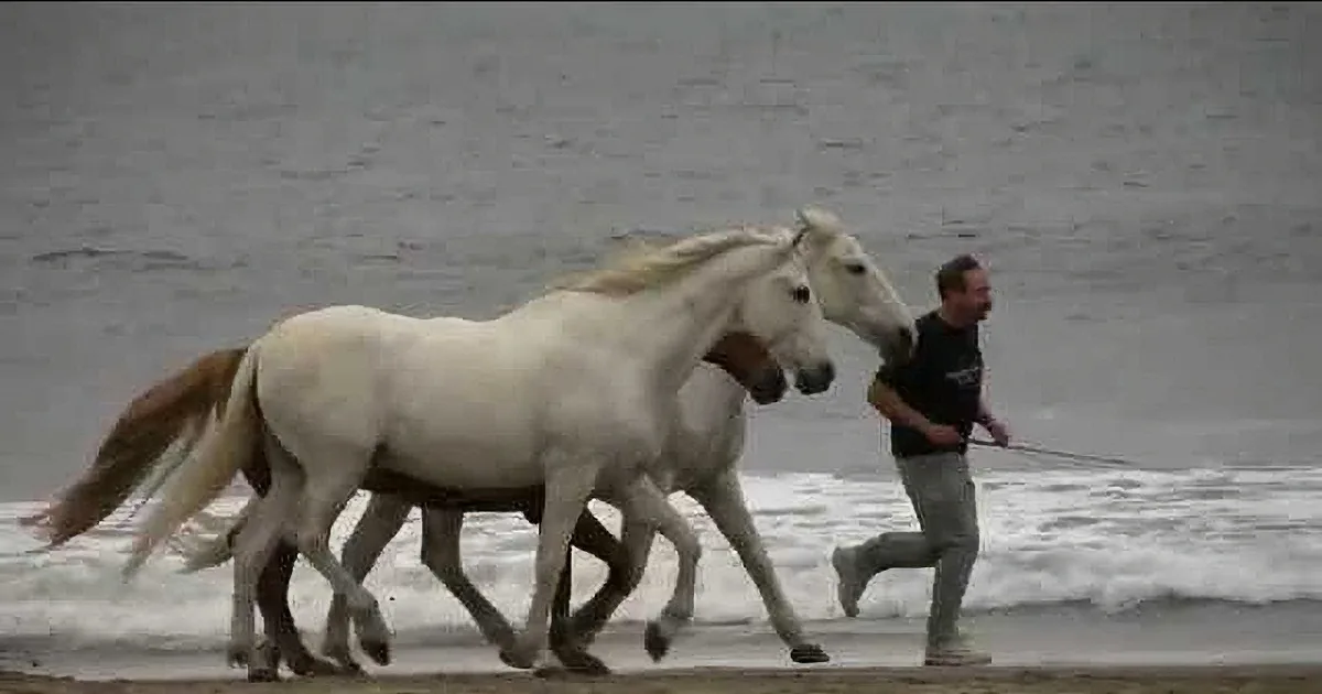 This Horse Trainer Ran Around the Beach. Don''t Miss What His Friends Did Next! It''s Beautiful!
