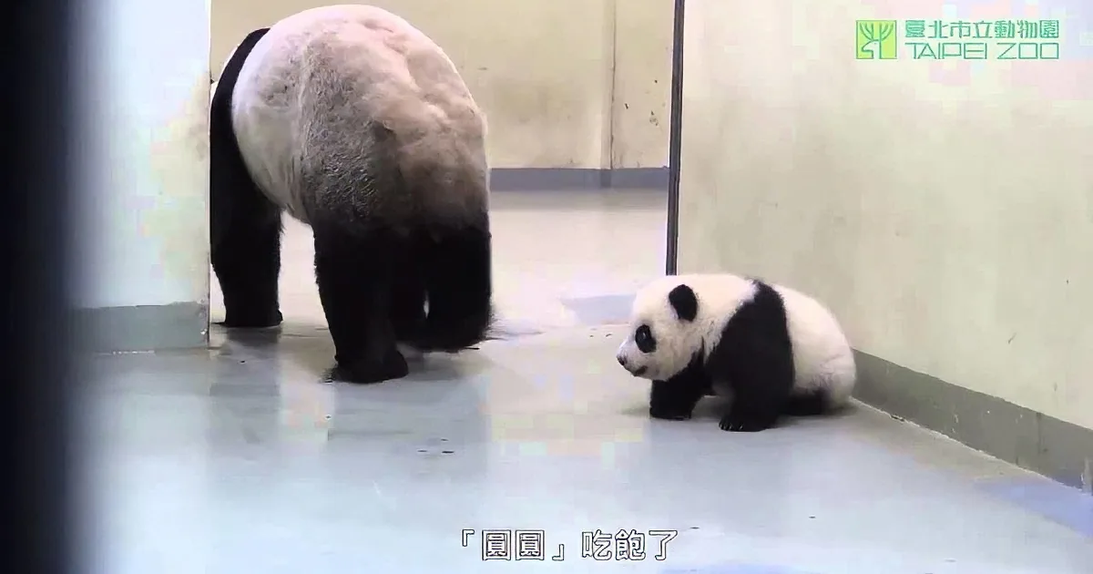 A panda bear and her cub are in a zoo enclosure, with the cub sitting on the floor.