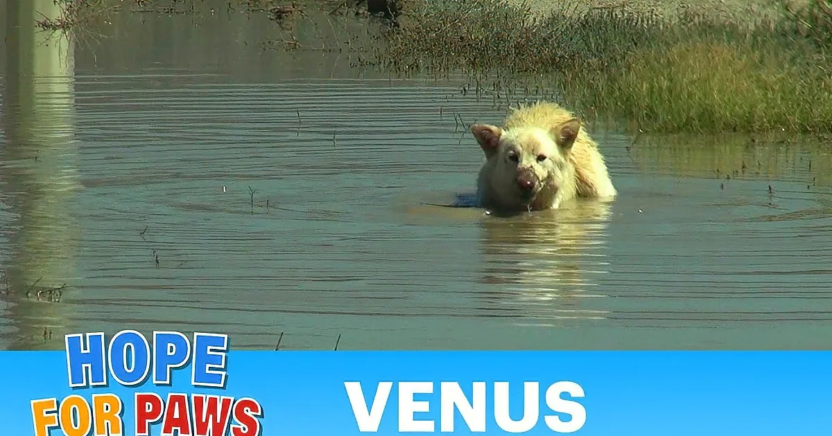 A white bear cub stands in shallow water, surrounded by grass and mud, with text about saving a Coonshenpan.