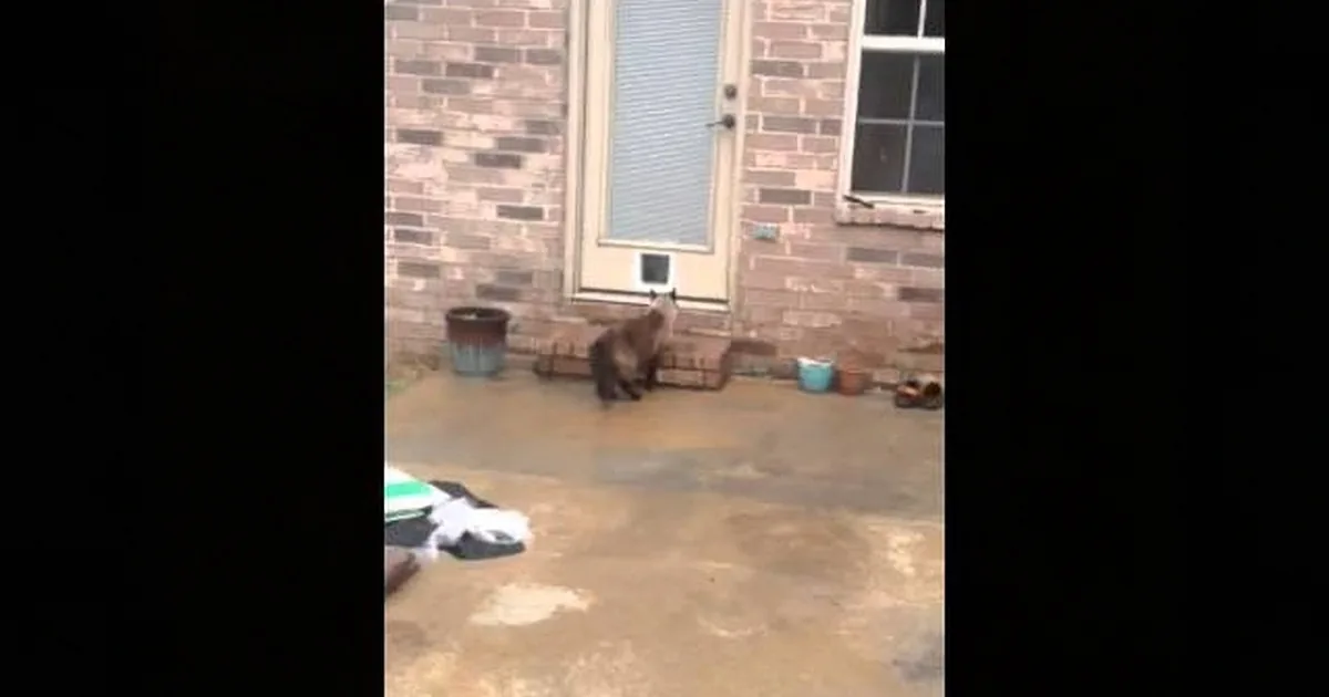 A cat sits on a patio near a brick wall and a door with a pet door.