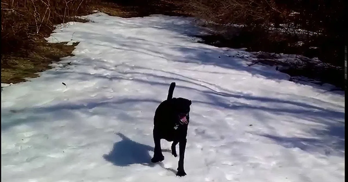 A black dog walks on snow-covered ground with its shadow visible.