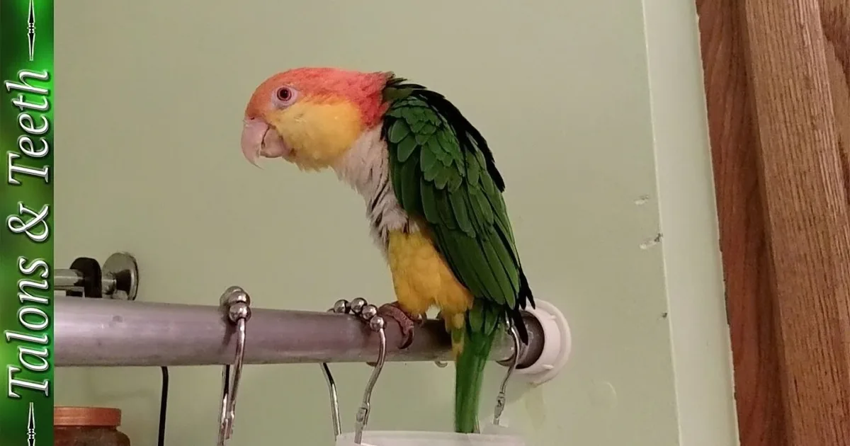 A colorful parrot perches on a metal bar, displaying vibrant green, yellow, and red plumage.