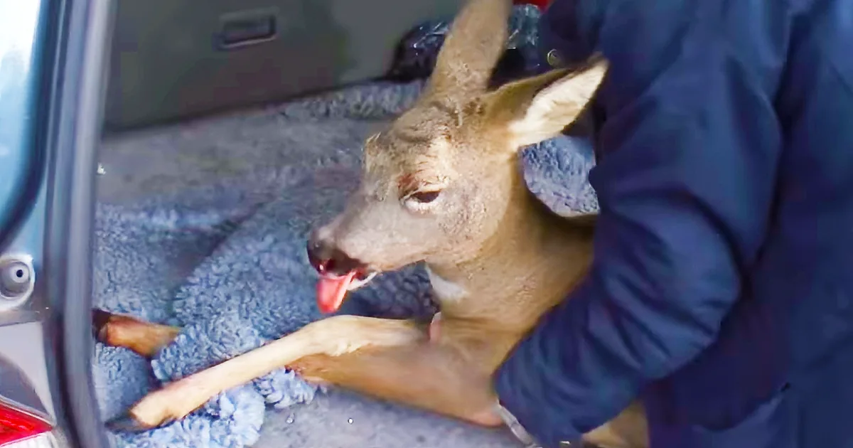 A deer is being held by a person in a car, with its tongue out and a blue blanket visible.