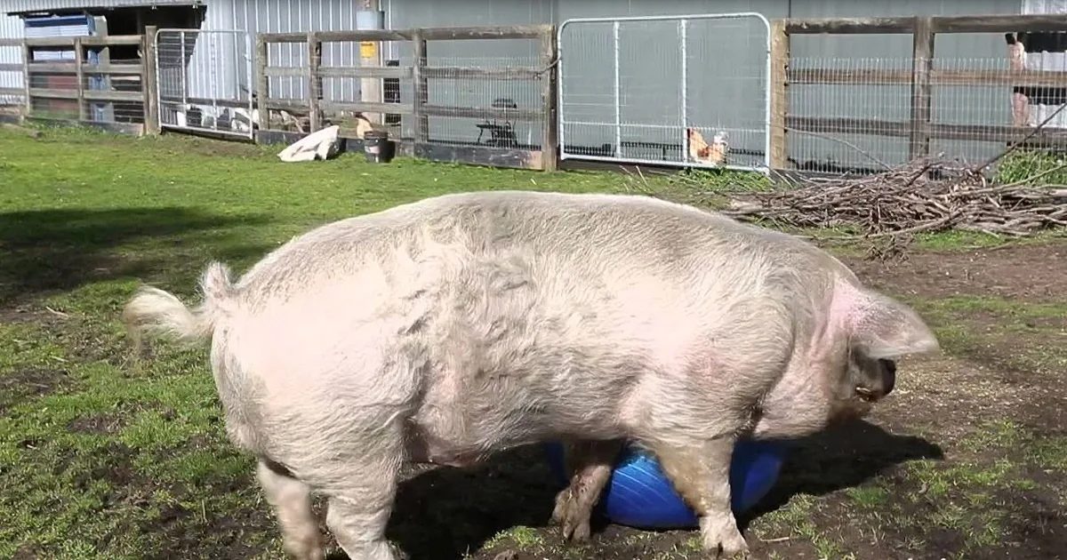 Max the Pig Gets Elated, Then Deflated, Over His New Toy
