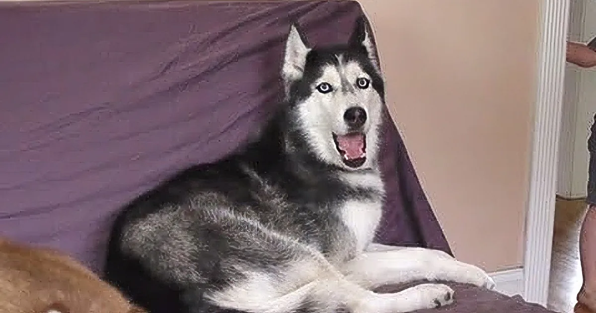 A husky dog is lying on a purple couch, looking alert and slightly open-mouthed.