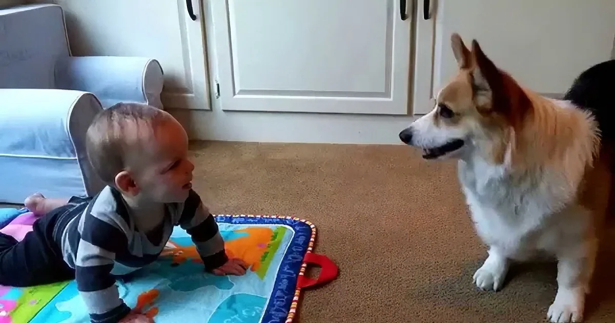 This Corgi Wants to Play With His New Friend. but When You See Those Two Together? Adorable!