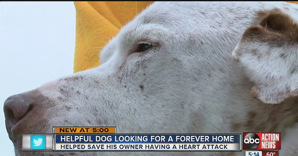 A close-up of a white dog with brown spots, looking calm and alert.