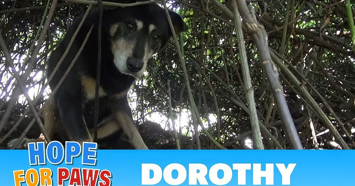 A scared senior dog with a black and brown coat is surrounded by greenery, looking directly at the camera.