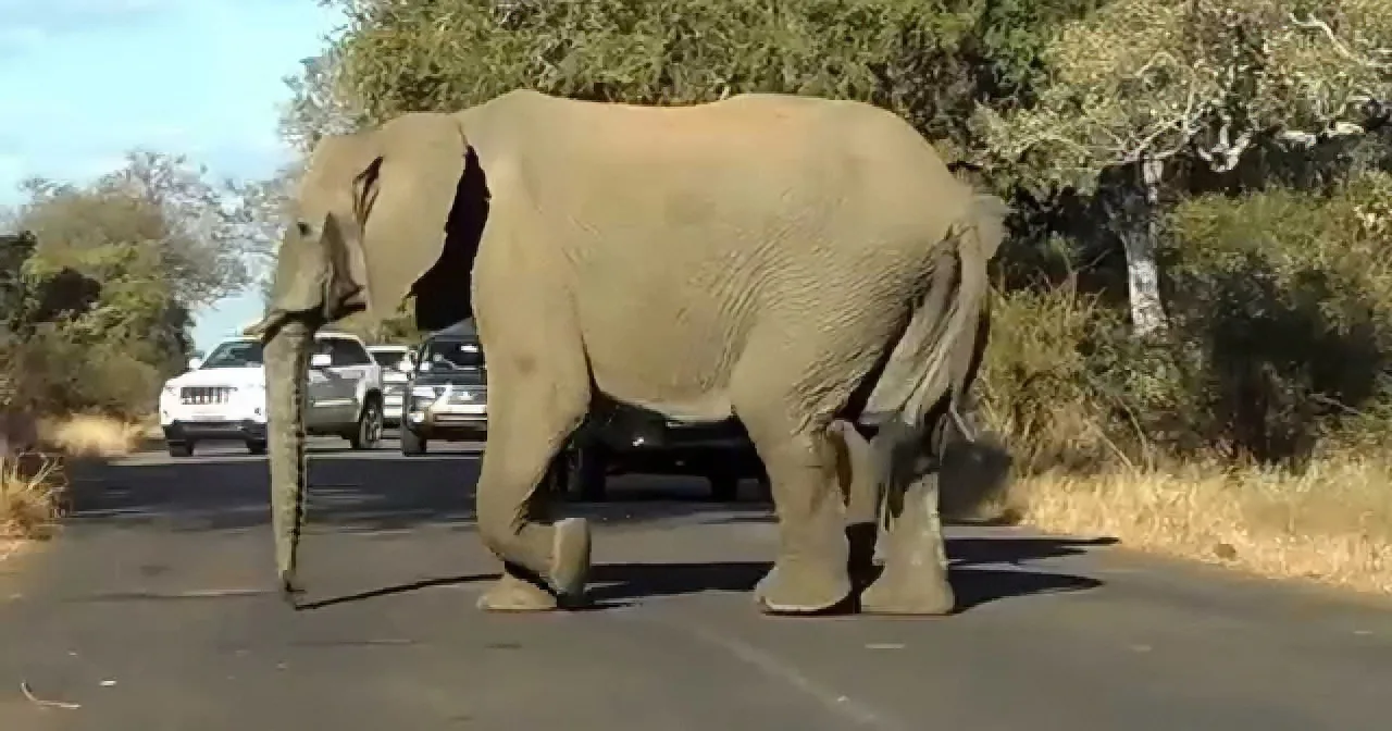 Elephant Family Crosses a Road. Don''t Miss the Baby Elephant Being Taught How! He''s Adorable!