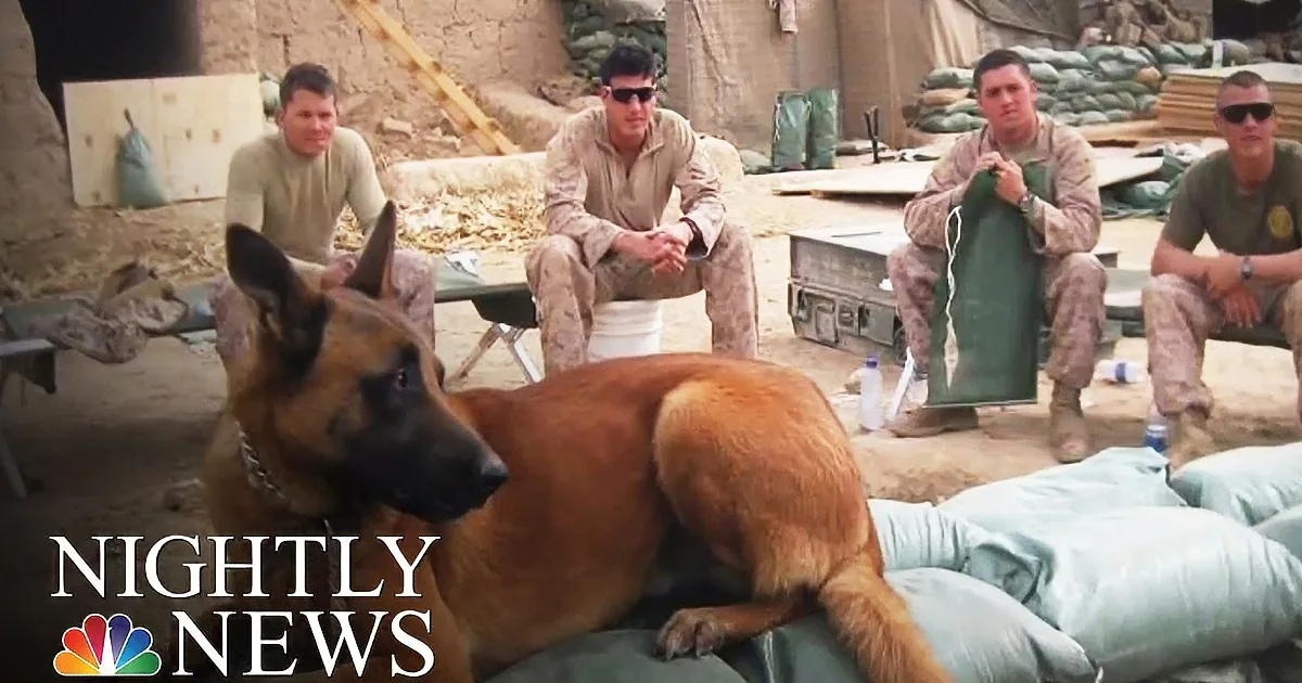 This War Veteran Was Separated From His Dog Partner. You''ll Tear up When You See Their Story!