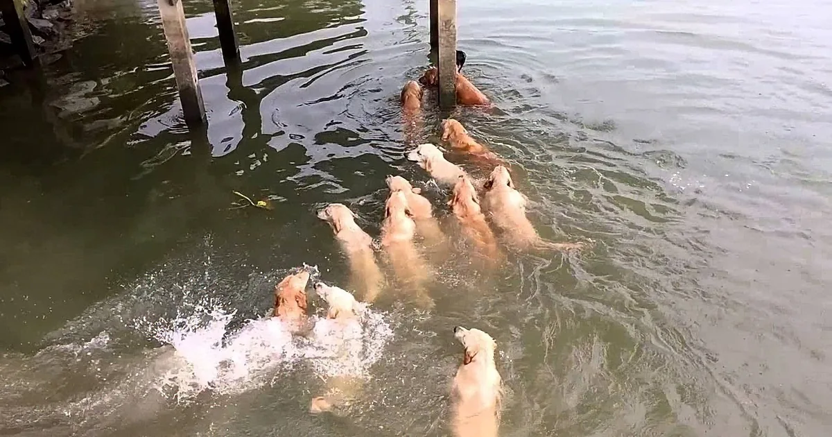 A group of dogs is swimming in the water near a pier, creating splashes.
