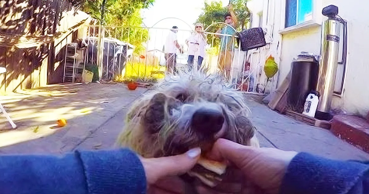 A person feeds a fluffy dog a treat while others watch in a sunny outdoor setting.