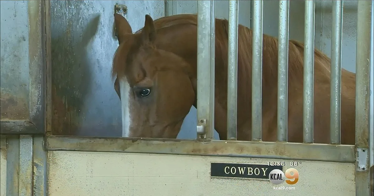 Retired Police Horse Will Continue to Work for the Public Good