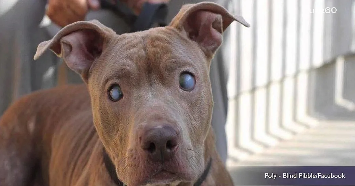 Blind Pit Bull Was Abandoned After Having Puppies. When You See How She Lives Now, You Won''t Believe It!