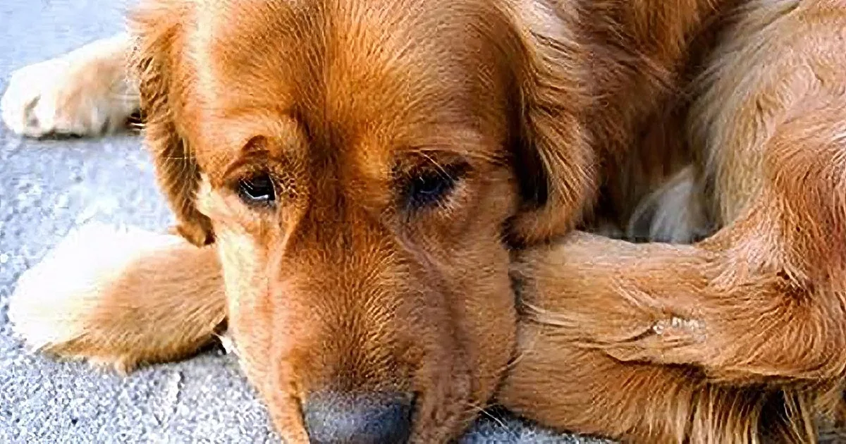 This Dog Waited for Her Friend for Three Years! When They Finally Reunite, I''m Bawling!