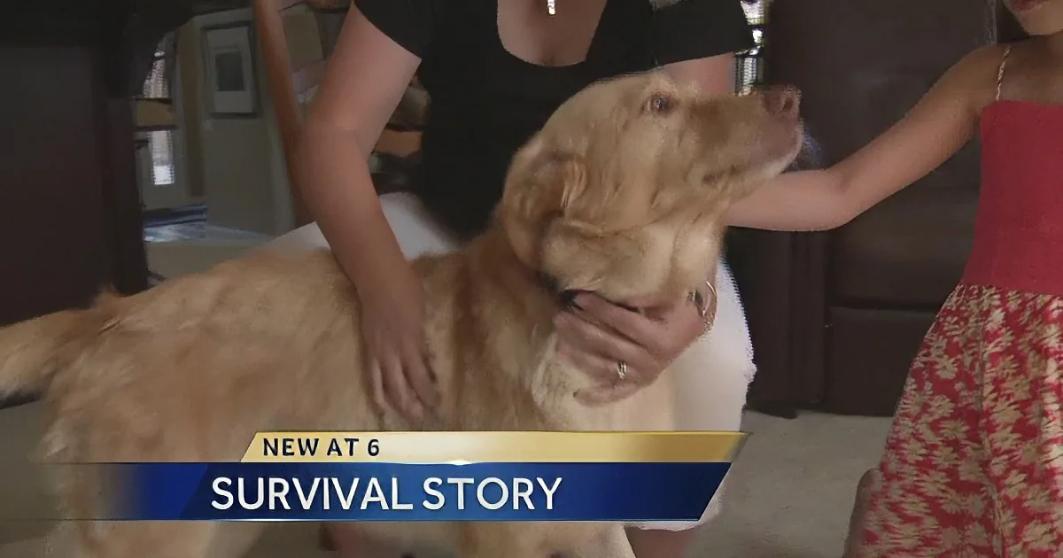 A golden retriever is being petted by a woman and a child, with a news banner reading "Survival Story" at the bottom.