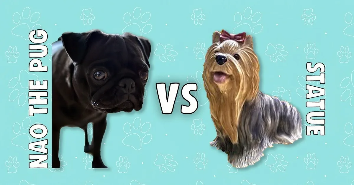 This Little Dog Is Very Angry, but When I Saw Why, I Could Not but Laugh!