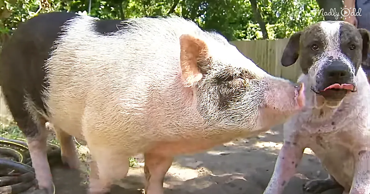 Unlikely Dog-and-Pig Duo Got Lost, but Their Trip Home Is the Story