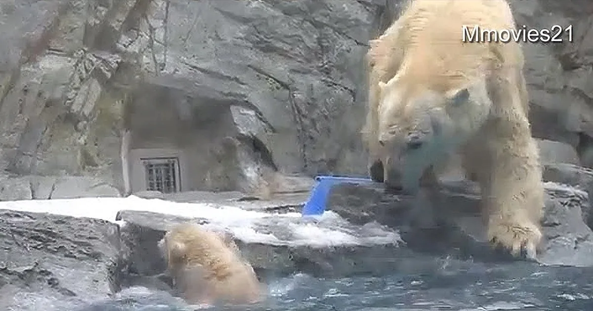 A polar bear stands on a rocky ledge, looking down at another bear in the water below.