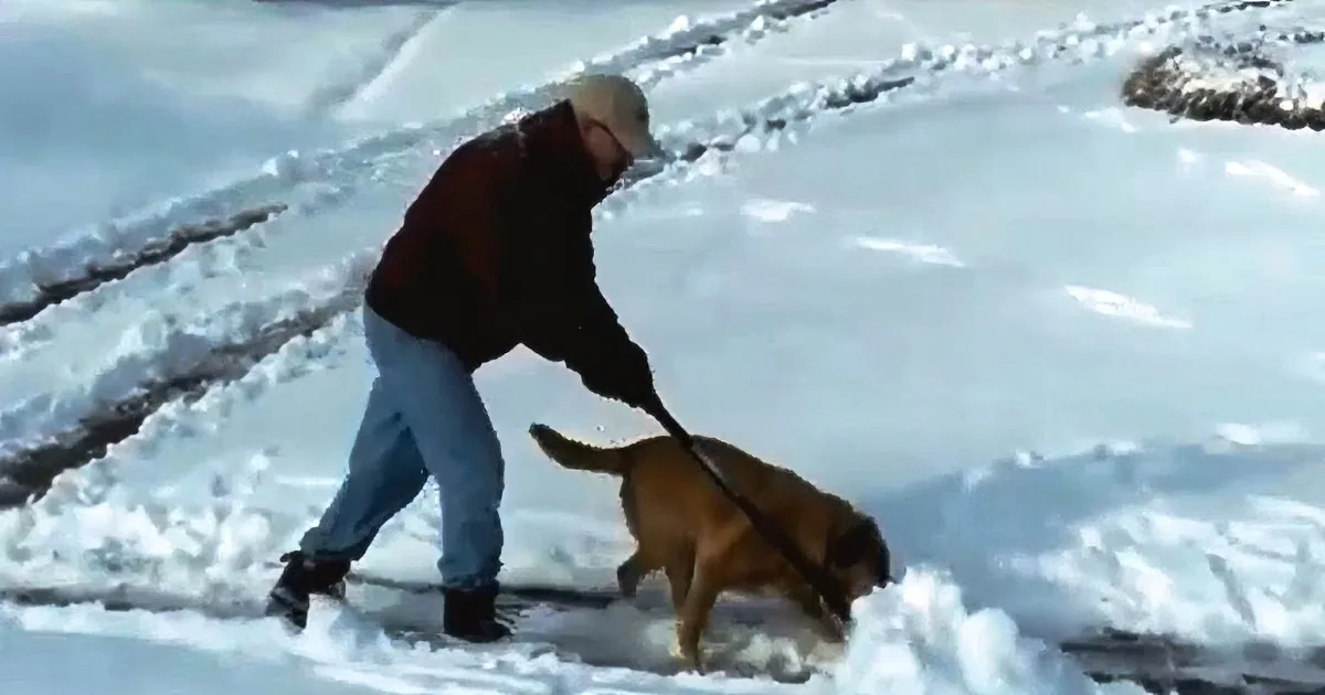 Cute Dogs Help out Their Friends After a Snowstorm. This Proves Dogs Can Do Anything!