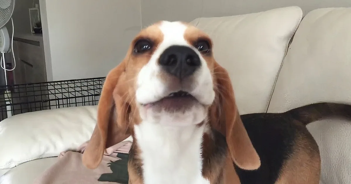 Beagle Puppy Gets Taught How to Howl by His Human Friend. He''ll Make Your Heart Melt!
