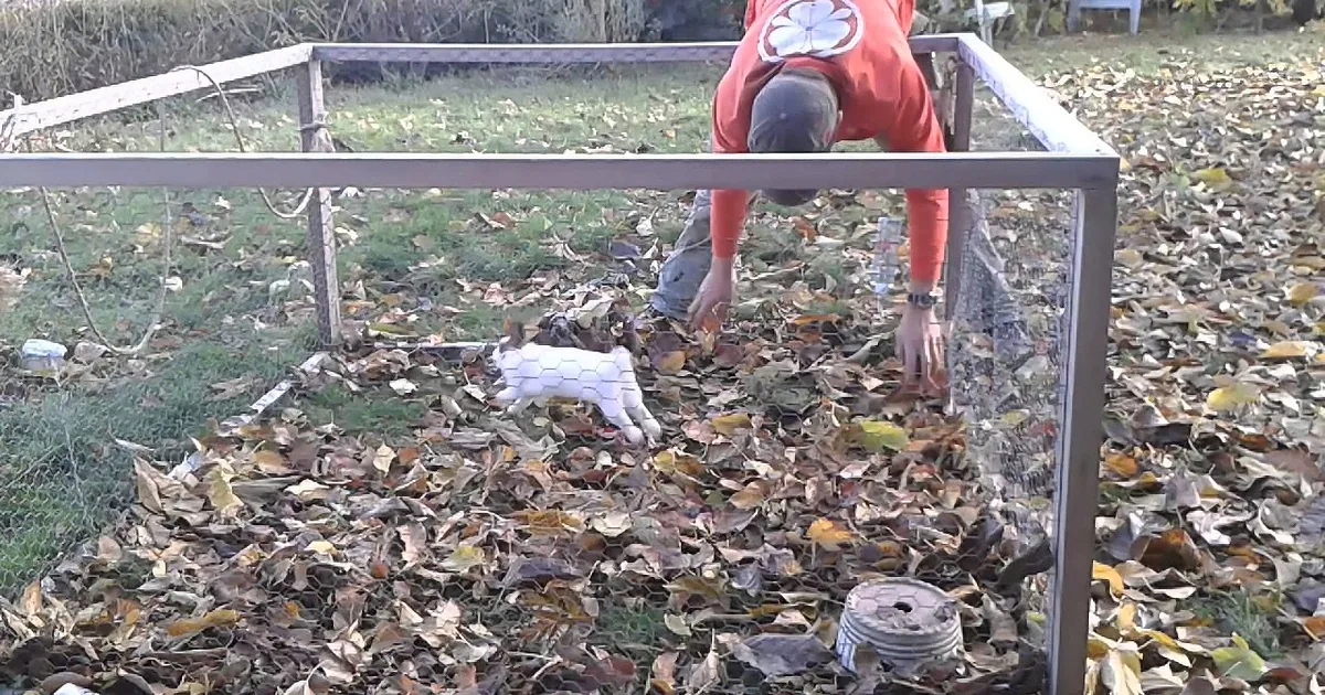 This Cute Bunny Loves Playing With Leaves! When You See Her in Action, You''ll Be in Love!