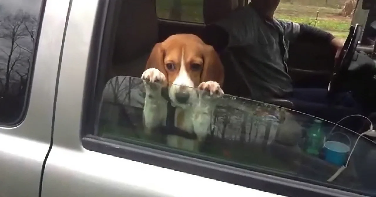 A beagle dog with its paws on a car window, looking out.