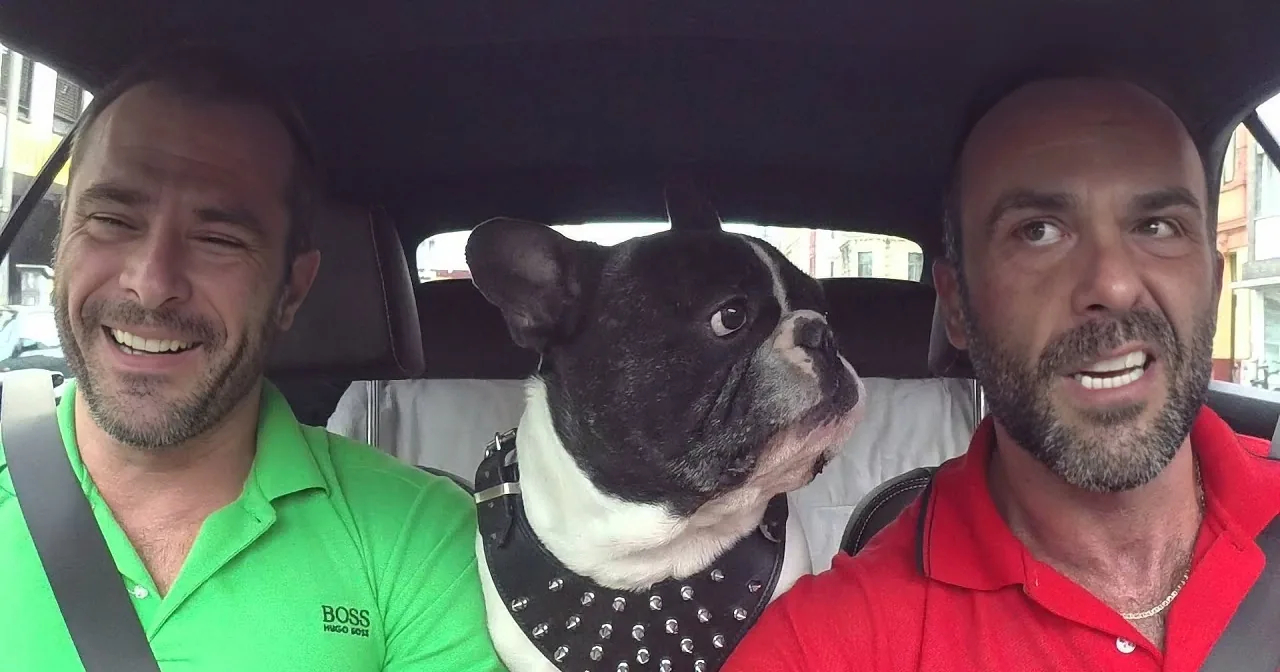Two men in a car with a Boston Terrier wearing a studded collar, all smiling.