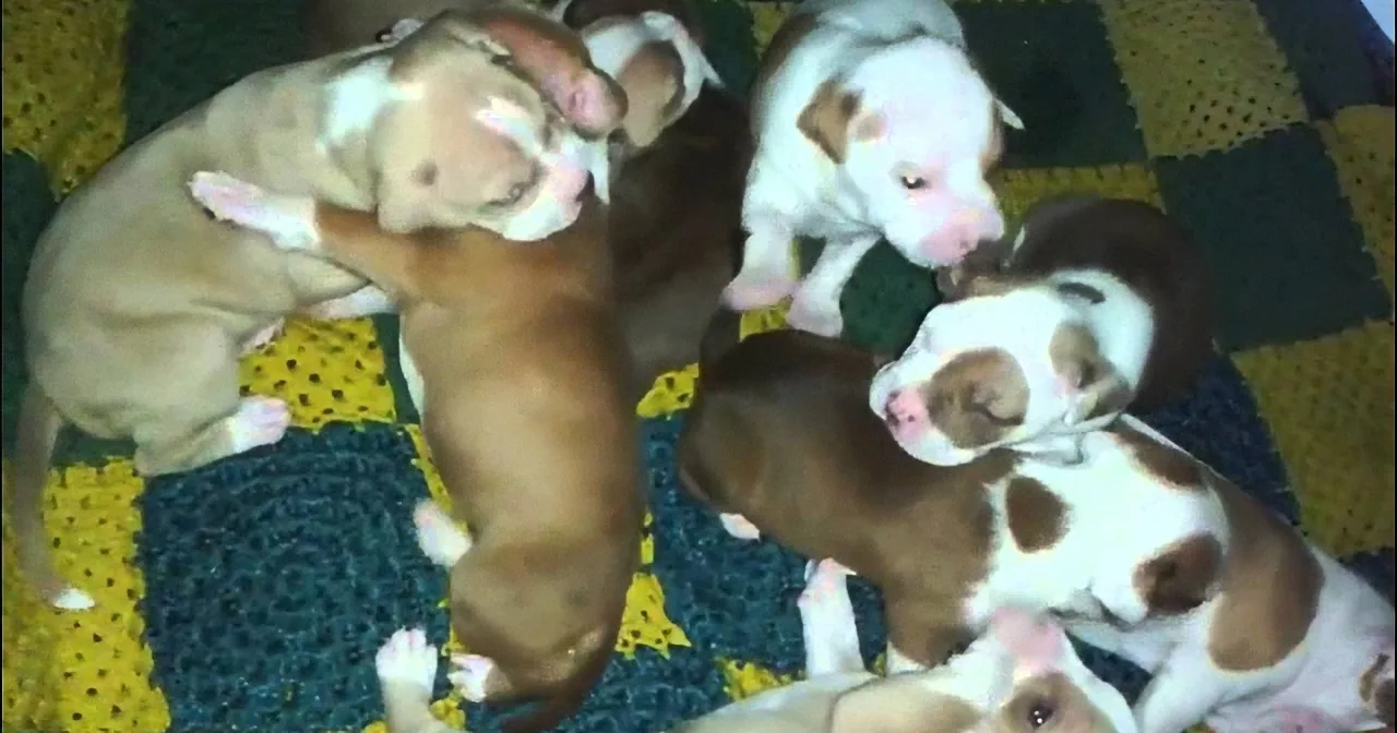 These Pups Are Cuddling Together. There''s so Many of Them, I Can''t Take It!