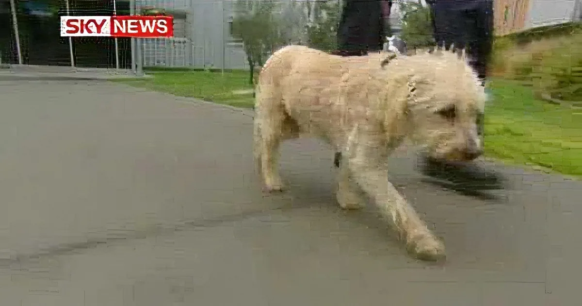 A scruffy, light-colored dog walks on a paved path, dragging a green object behind it.