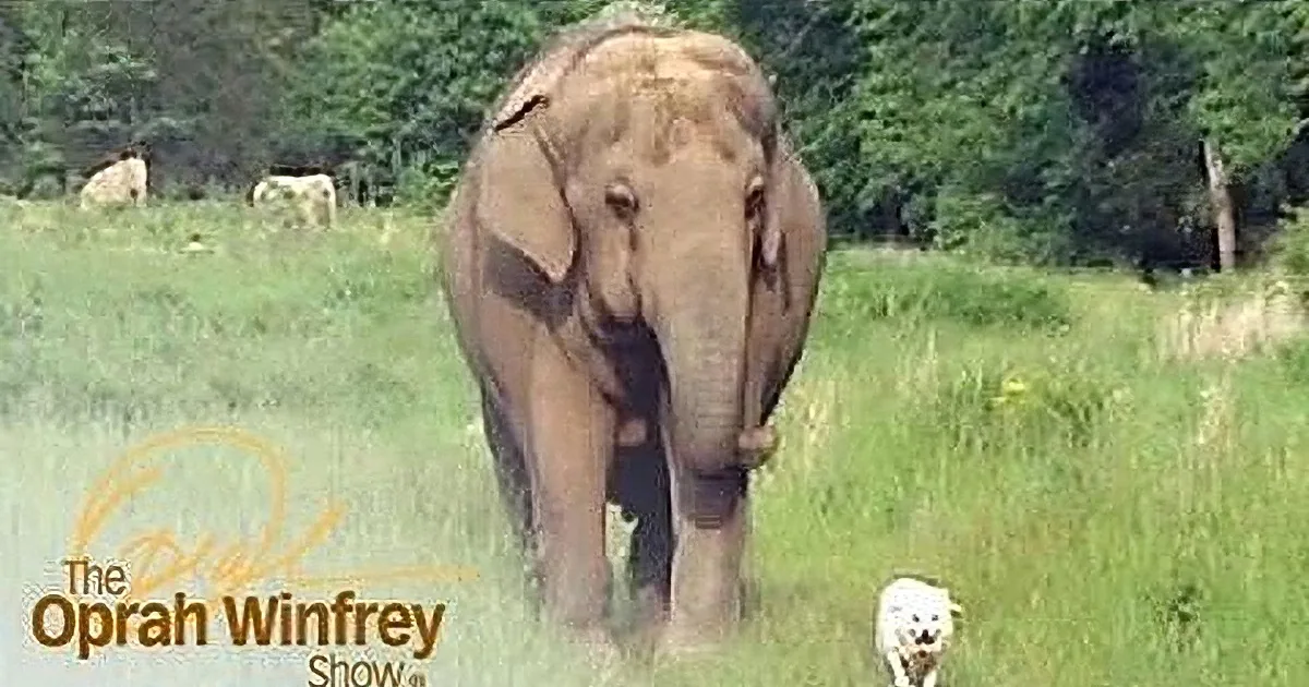 An elephant stands in a grassy field with trees in the background, surrounded by small white animals.