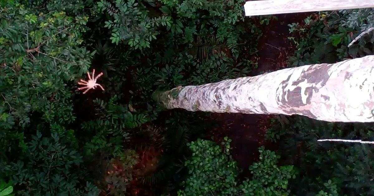 A white tree trunk with dark markings stands amidst dense green foliage, with a red spider-like object in the background.