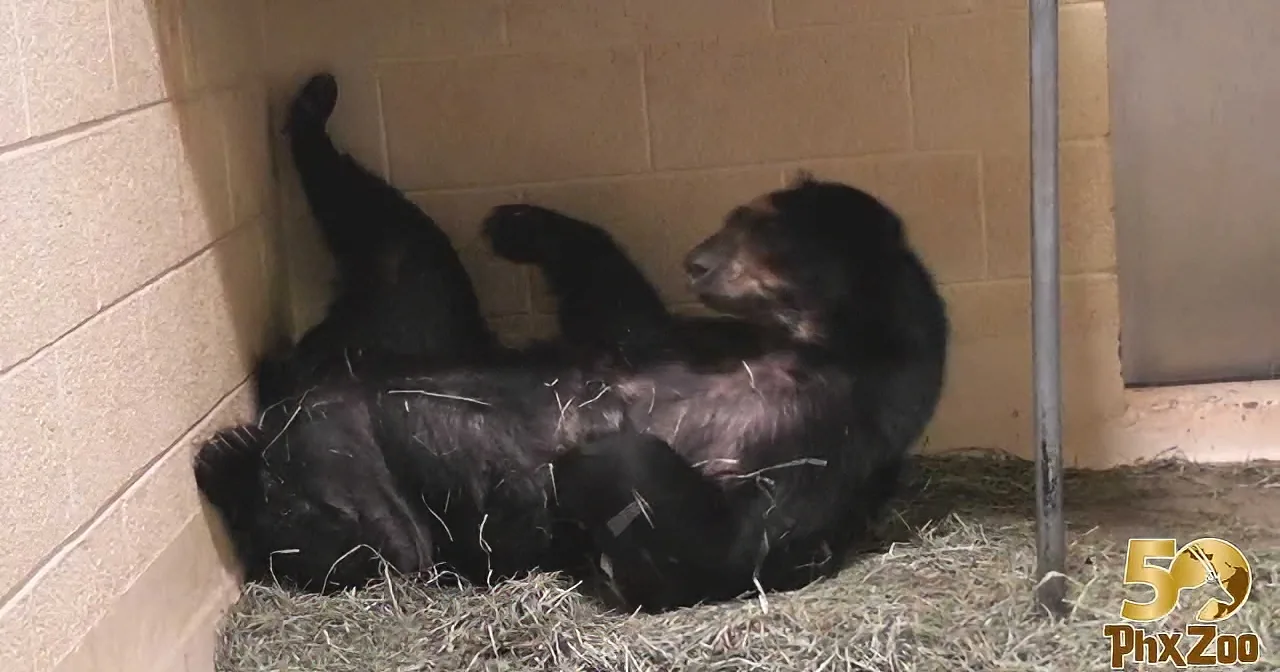 This Adorable Bear Cub Plays With Her Momma. You''ll Be in Love When You See Them Together!