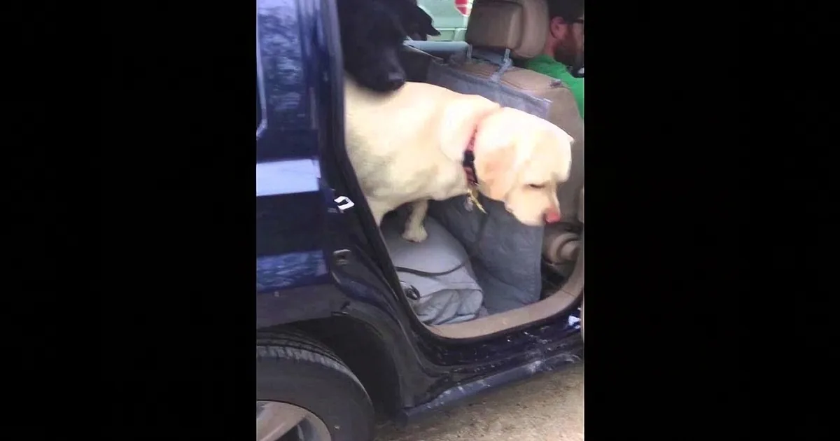A yellow Labrador retriever is sitting in the back seat of a car, looking out the open door.