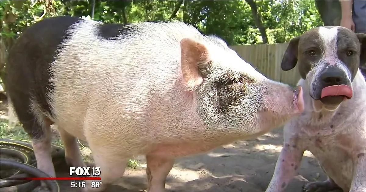 This Dog and Pig Are Best Friends. After They Got Lost, They Did Something Amazing!
