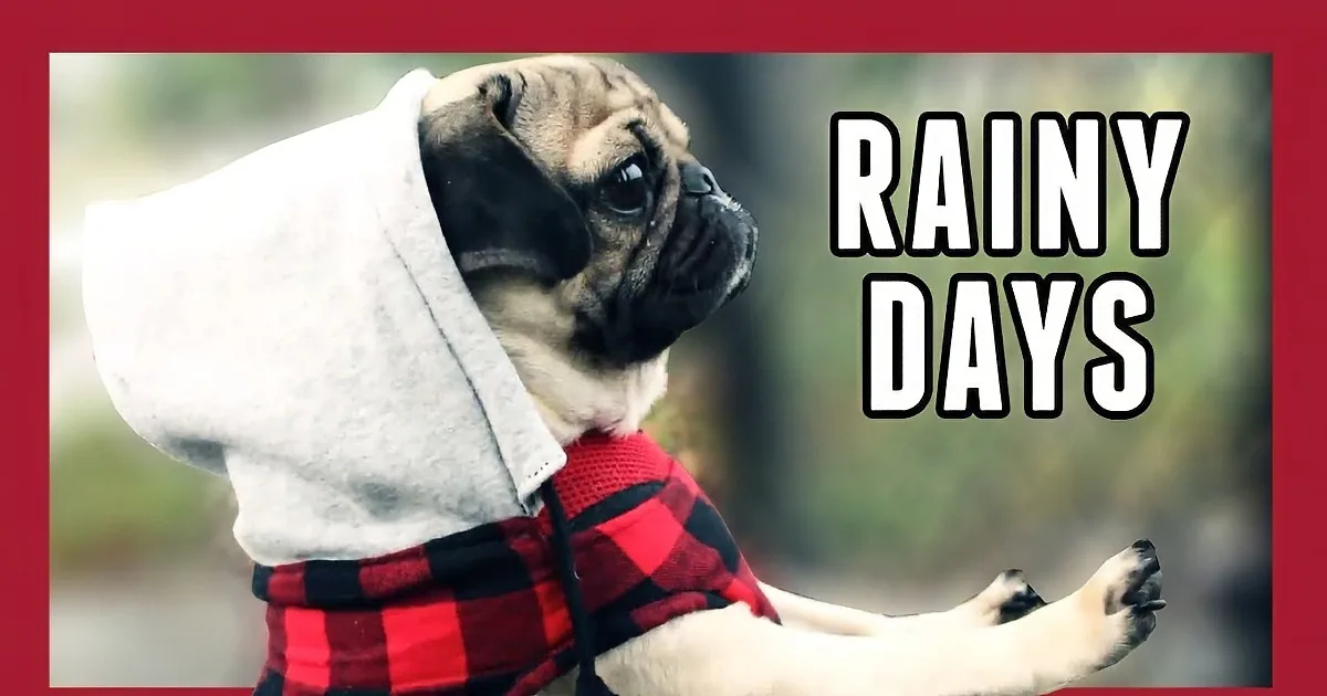 A pug wearing a red plaid shirt and a white towel on its head is standing with one paw raised.