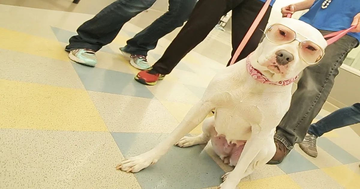 This Animal Shelter Made an Amazing Parody of ''Uptown Funk''. You''ll Fall in Love With These Pups!