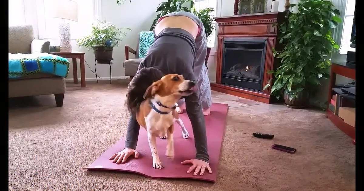Doing Yoga at Home Can Be Very Relaxing... if You Don''t Have Pets Like These!