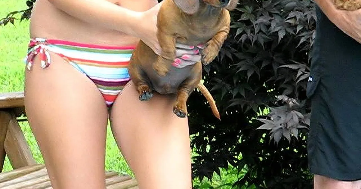 These 5 Dachshund Weiner Dogs Compete in a Swimming Race! Adorable and Athletic!