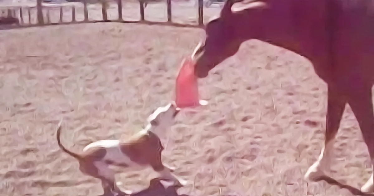 A Happy Pit Bull Challenges This Horse to a Match. You Won''t Believe What Happened Next!
