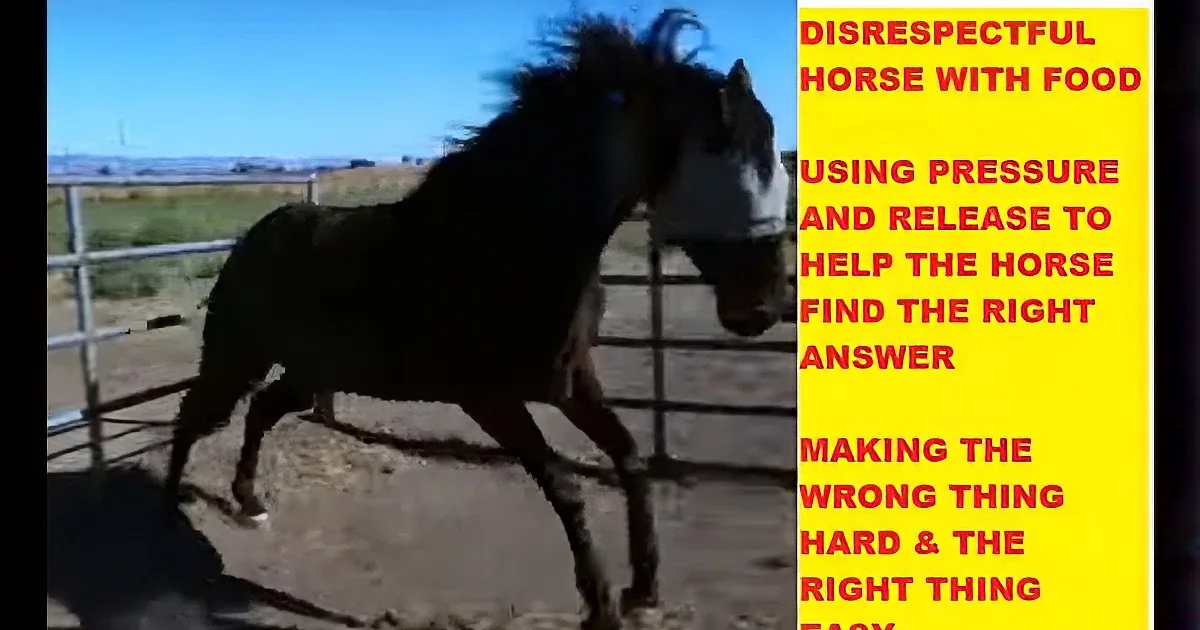 A horse stands in a fenced enclosure, casting a shadow on the ground.