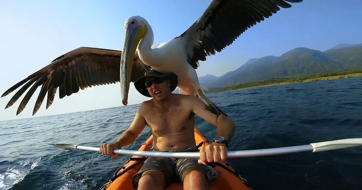 A Safari Caretaker Is Teaching a Rescued Pelican How to Fish. You Have to See This!