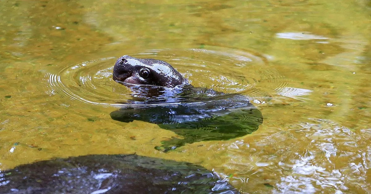 Baby Hippo Jumps in the Water for the Very First Time. He''s the Cutest!